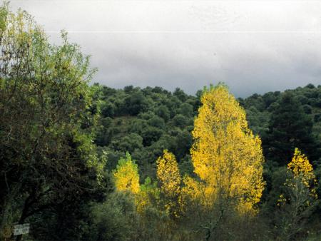 otoño-chopo de las revueltas-año 1999